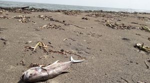 Encuentran más peces muertos en playas de Coatzacoalcos, Veracruz