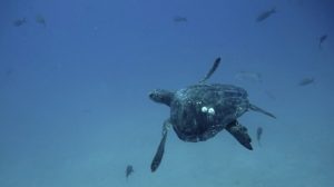 Libera PROFEPA tortuga Golfina atrapada en red de pesca en playa de Guerrero