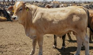 Crece más del 60 por ciento la exportación de ganado de México a Estados Unidos