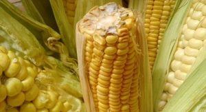 Descartan afectaciones en la salud por consumo de harina de maíz