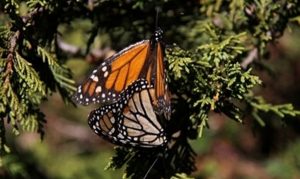 Disminuye degradación forestal en reserva de la Mariposa Monarca