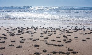Santuario Playa El Verde Camacho, refugio de tortugas marinas