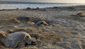 Protege PROFEPA más de 200 mil Quelonios en playa Morro Ayuta, Oaxaca