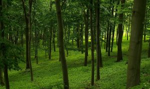 Funciones e importancia de los bosques