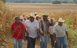 Organizaciones campesinas en Campeche se reagrupan para impulsar el campo