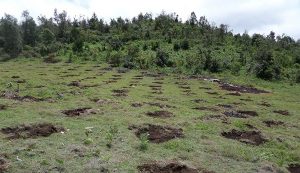 Logra CONAFOR sensible baja en la tasa de deforestación