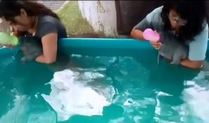 Rescatan PROFEPA, UJAT Y Museo de la Ballena, dos crías de Manatí en laguna de Balancán, Tabasco