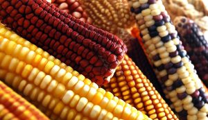El maíz dentro de los cinco productos que más se producen en México