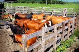 Reforzar seguridad en zona sur de Campeche, piden ganaderos