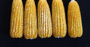 Desarrolla INIFAP híbrido de maíz amarillo mejorado para la zona centro de México