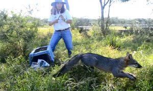 Reintegra PROFEPA a su hábitat un zorro gris en Colima