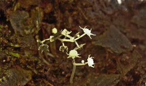 Conjunto de rarezas en una sola flor: Lacandonia schismática, endémica de México