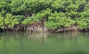 Importancia de los manglares como reservorio de carbono azul