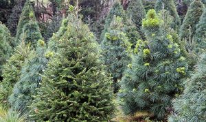 Tu árbol de navidad natural puede seguir dando vida,  llévalo a un centro de acopio