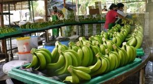 Baja producción de plátano por frentes fríos en Tabasco