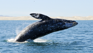 Reglas para el avistamiento de ballena gris en Ojo de Liebre