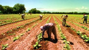 Desarrollo Rural un respaldo para los pequeños productores