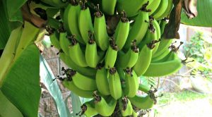 Lo que debes saber del plátano