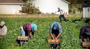 Más de 600 campechanos trabajan en Canadá