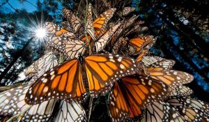 Extiende la Mariposa Monarca su presencia en bosques mexicanos