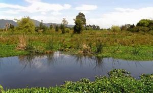 Los humedales: fuente de vida, belleza y protección