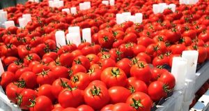 Tomate mexicano podría ser vetado por EU