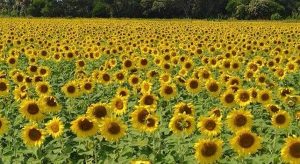 Esperan movilizar a más de tres mil turistas al Santuario de los Girasoles en Balancán: ATAB