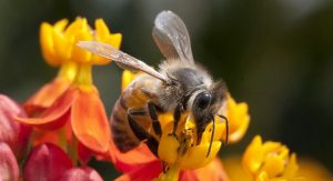 Entre flores y abejas, apicultura mexicana