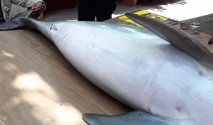 Encuentran delfín muerto en playas de Coatzacoalcos