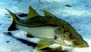 La importancia del robalo en la pesca y la acuacultura