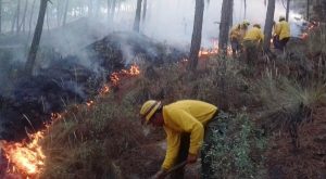 Perote es el municipio más afectado por incendios forestales este año: Conafor