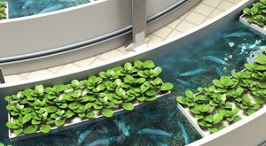 Acuaponía, un sistema sustentable que produce peces y plantas