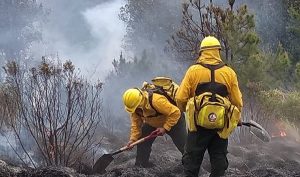 Más de cuatro mil combatientes atienden 87 incendios forestales activos en el país