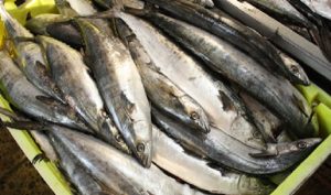 Amplia oferta de pescados y mariscos de producción nacional, a precios accesibles y frescos