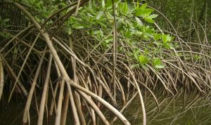 Conservar los humedales en Yucatán, de vital importancia para preservar el ciclo del agua