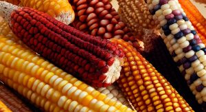 Recursos fitogenéticos, diversidad y seguridad alimentaria