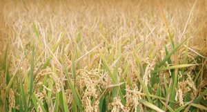 En Campeche se puede recuperar la producción de arroz: FIRA