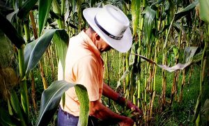 Control biológico para plagas ofrece el colpos Campeche