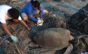 Importante el marcaje de tortugas marinas en Campeche