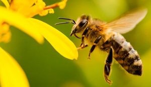Sin abejas, ¿Que sería de la agricultura?