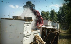 En Campeche, 40 por ciento de las colmenas se han perdido