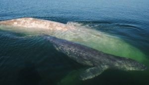 Ballenas grises estarían muriendo de hambre por el cambio climático: Científicos