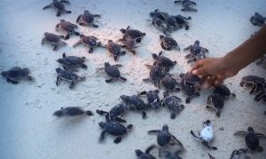 400 nidos de tortuga marina hay en Campeche: Semarnatcam