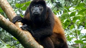 Monos saraguato pudieron morir por sequía y caza furtiva en Veracruz: Sedema