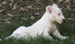 Muere Xonotli, primer león blanco nacido en cautiverio en Tlaxcala