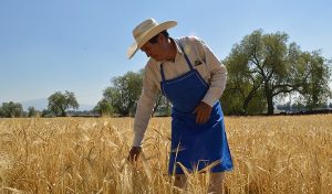 Pequeños y medianos productores, el motor del campo mexicano