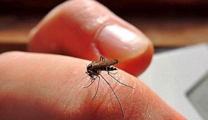 Emite IMSS Veracruz recomendaciones para prevenir el dengue