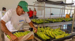 Exportación de Plátano a China, un logro de nuestros productores