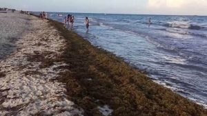 Llega el sargazo verde a playas de Veracruz