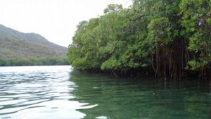 Los manglares, entre los más amenazados en el planeta: Naciones Unidas